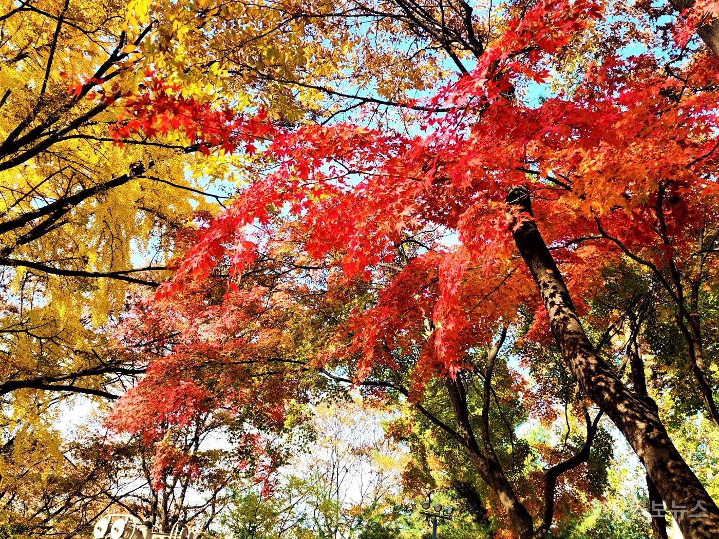 용산구 효창공원, 가을의 절정…붉게 물든 단풍으로 장관 연출 기사 사진