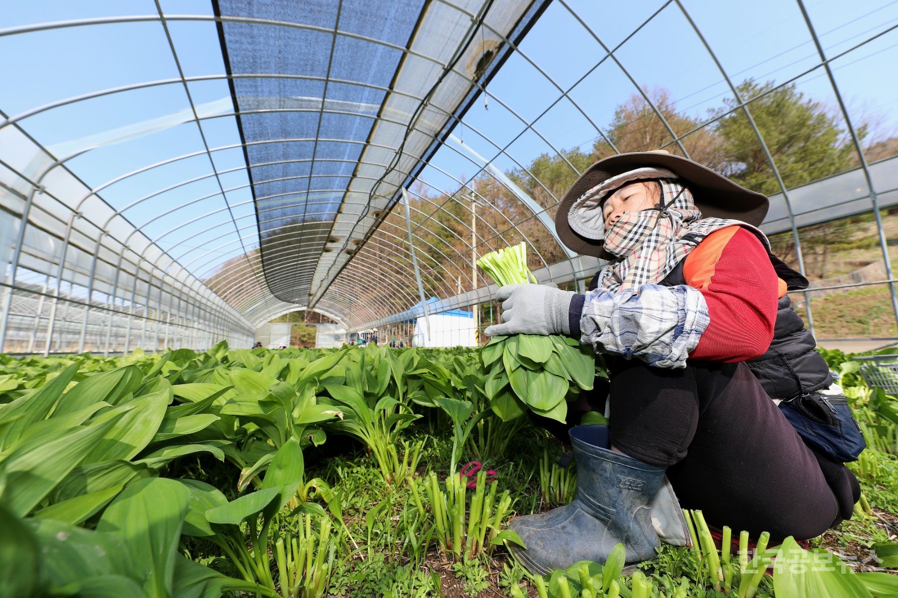 인제 산나물 본격 출하 기사 사진