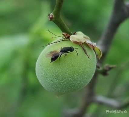 광양시, 매실 복숭아씨살이좀벌 적기 방제 추진 기사 사진