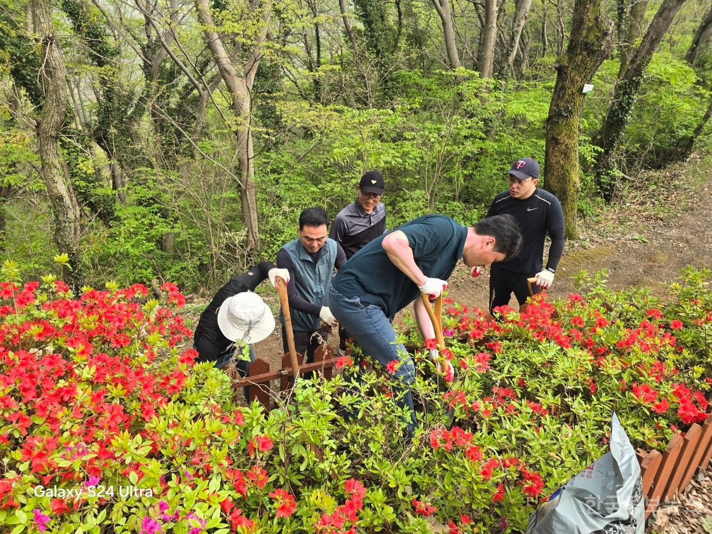 청계면 청년회, 승달산 철쭉공원 가꾸며 환경정화 활동 펼쳐  기사 사진