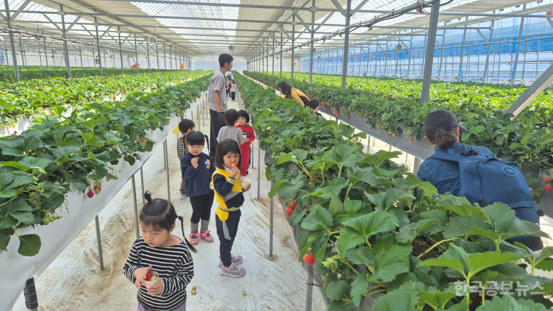 봉화군 어린이급식관리지원센터, ‘튼튼쑥쑥 골고루 친구들’딸기 따기 체험 행사 운영 기사 사진