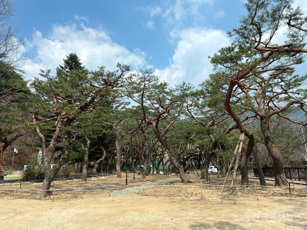 제천 의림지 솔밭공원 손님맞이 준비 한창 기사 사진