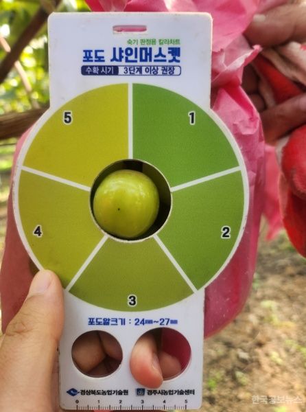 경주시, 국내 최초 샤인머스켓 품질 높이는 핑크봉지 개발 기사 사진