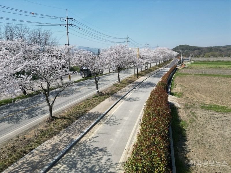 장성군, 전 구간 가로수 3만 2000여 그루 중점 관리 기사 사진