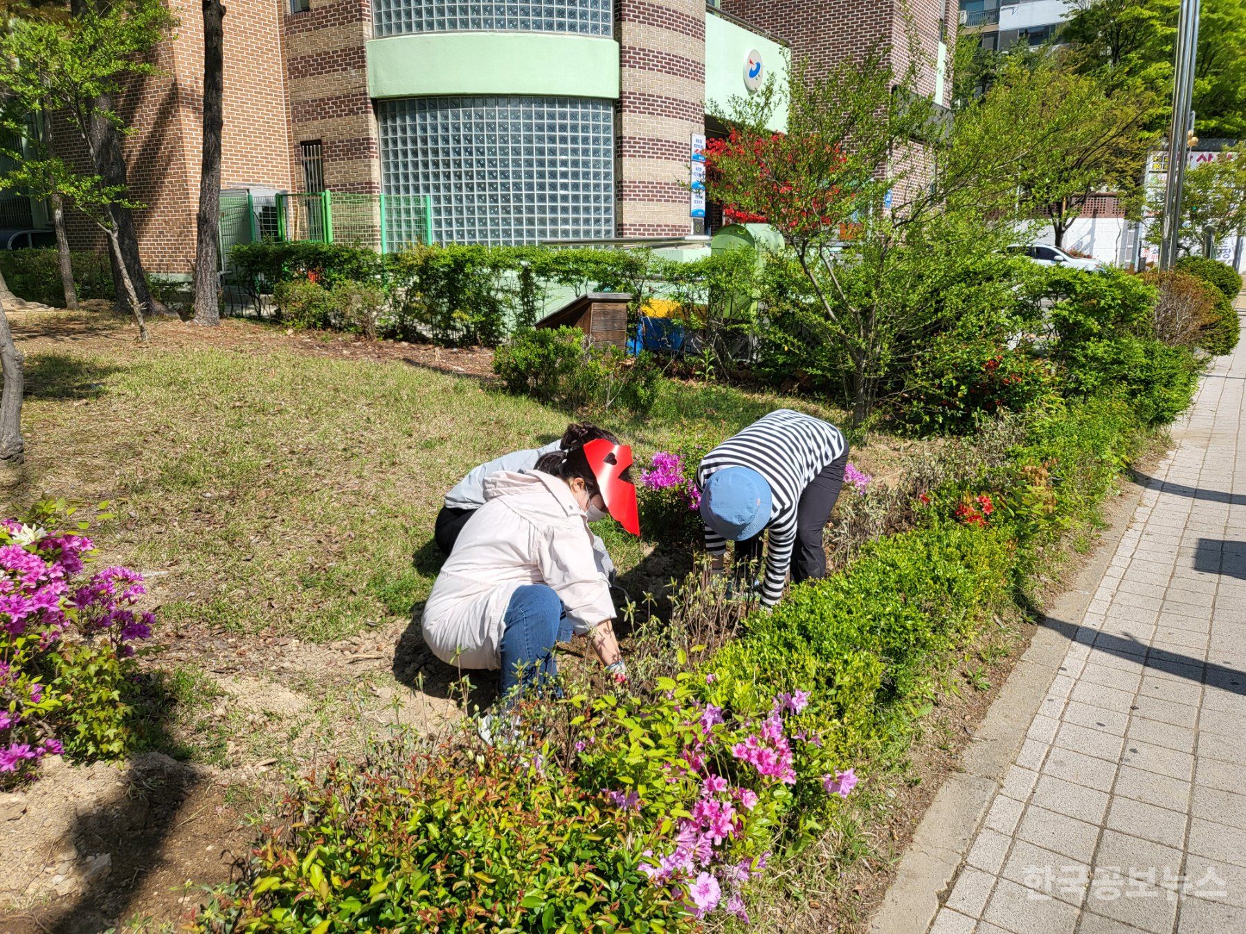 동춘2동 주민자치회, 진달래·철쭉 식목 행사 성료 기사 사진