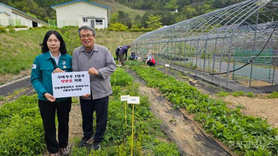 강원농업기술원 고원농업시험장,  철암동에 두메부추 모종 1만 주 지원 기사 사진