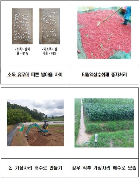 옥천군농업기술센터,  콩 파종 시기 맞아 종자 준비와 파종 요령 안내 기사 사진