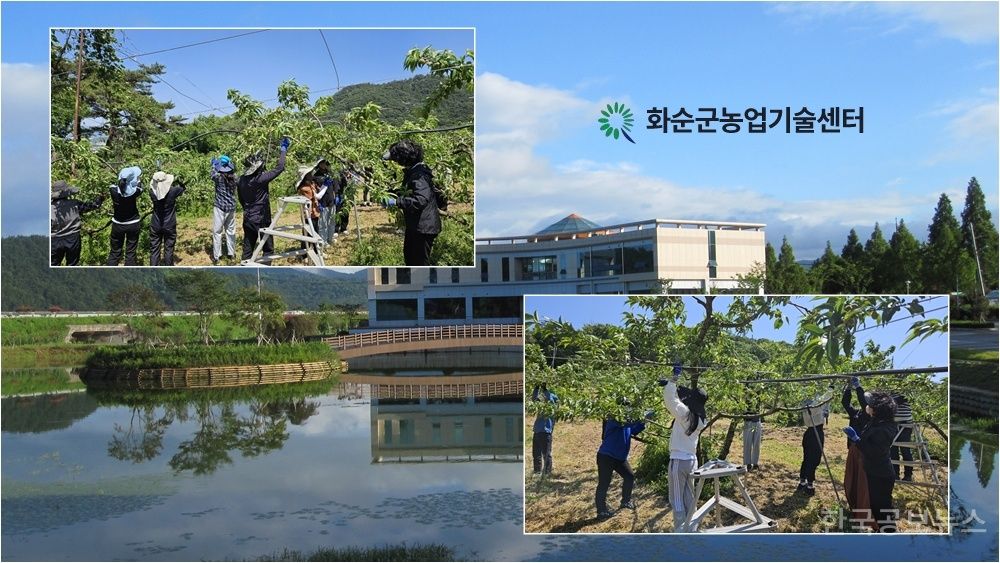 화순군, 고품질 복숭아 생산을 위한 적과·봉지 작업 철저 당부 기사 사진