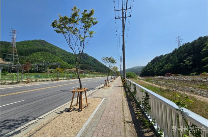 태백시, 동백산역 일대에 단풍나무 78그루 식재 기사 사진