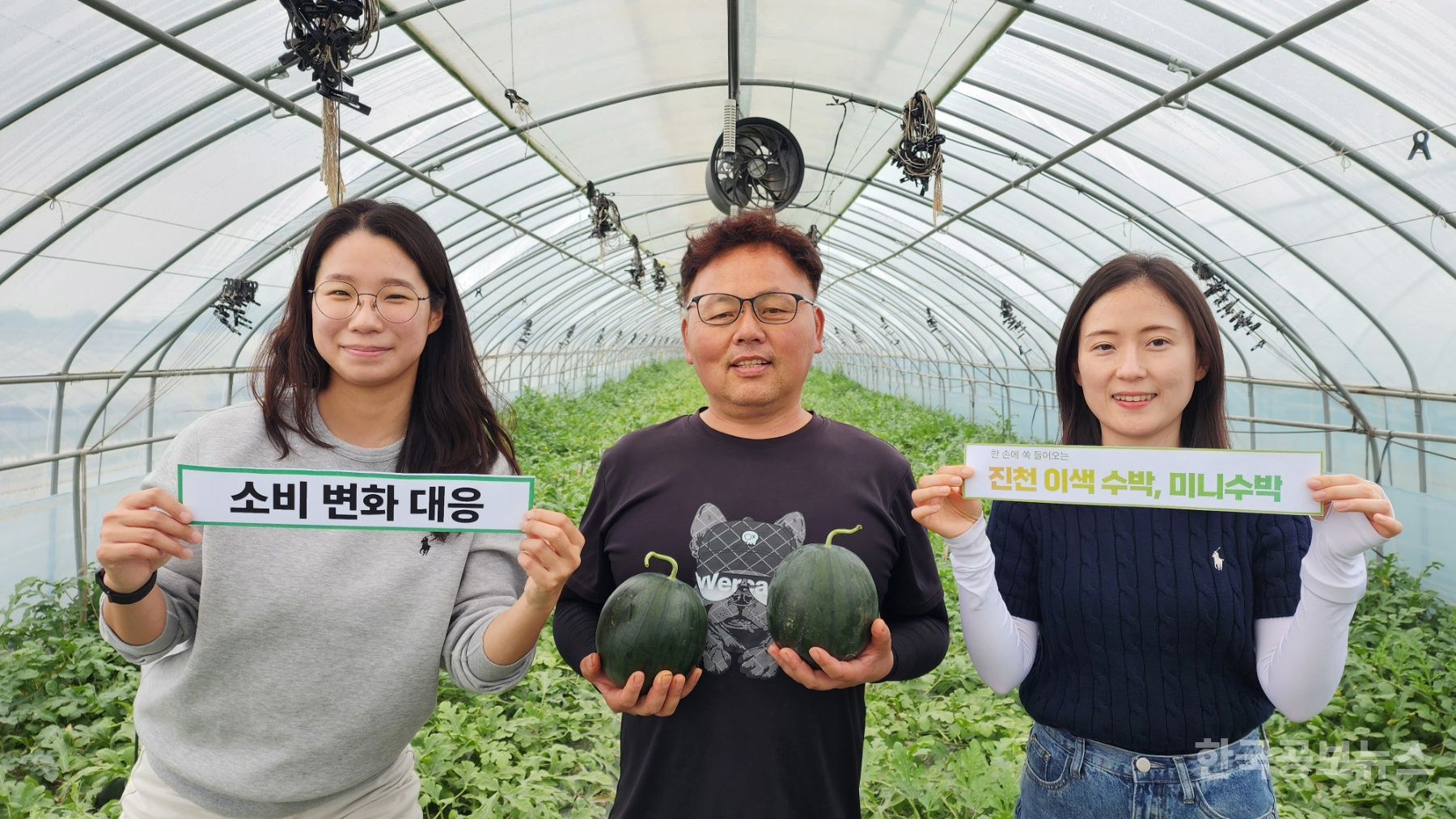 진천군, 달콤한 중소형수박 출하 시작 기사 사진
