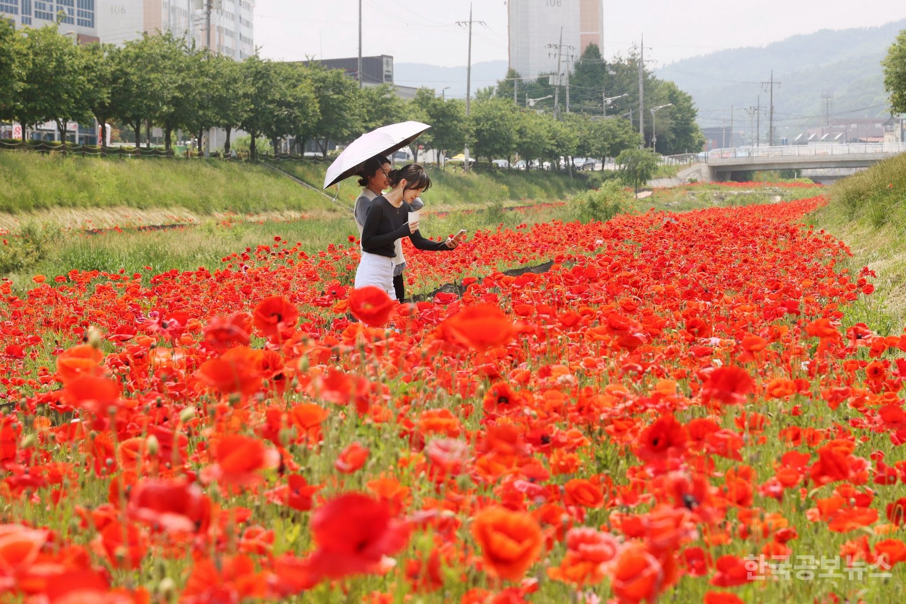 기사 사진