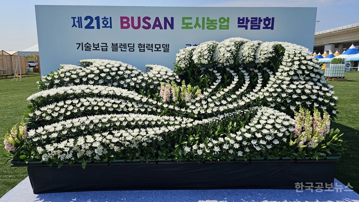 부산 농업기술센터, 국산 국화 '백강'으로 제단 장식 명품 완성 기사 사진