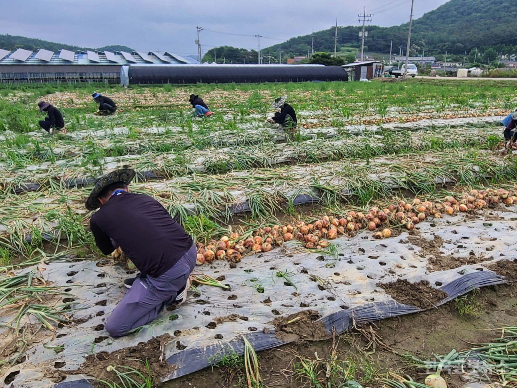 기사 사진