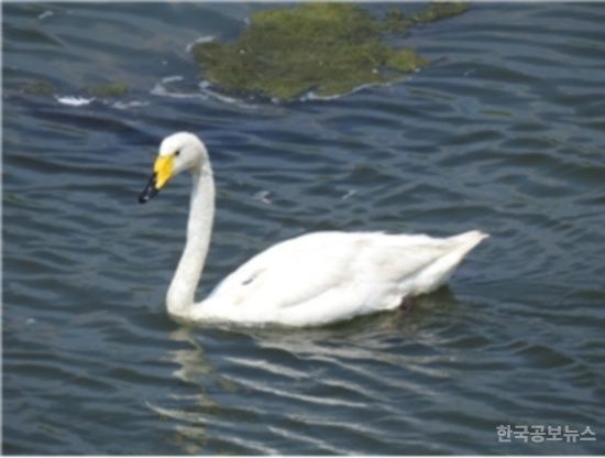 부산 을숙도 물새류대체서식지에서 지내온 ‘큰고니’러시아 프리모르스키 이주 성공 기사 사진