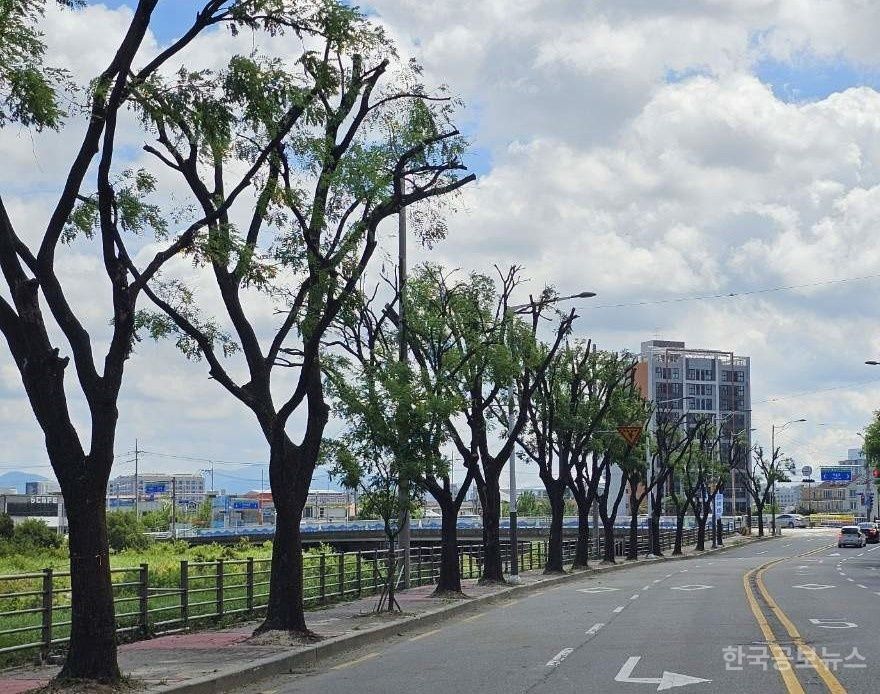전주시, 시민 불편 해소·재난 예방 위한 가로수 정비 박차! 기사 사진