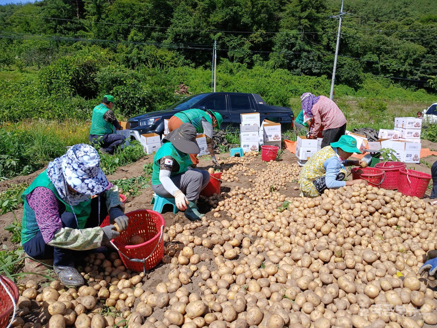 상촌면 새마을지도자회&새마을부녀회, 사랑의 감자캐기 봉사 기사 사진