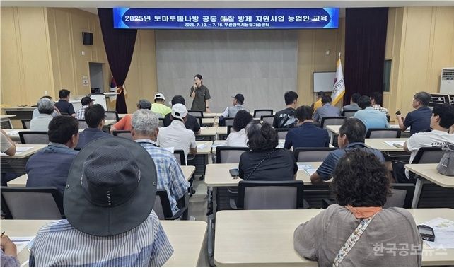 부산시농업기술센터, 검역해충 토마토뿔나방 방제 총력 기사 사진