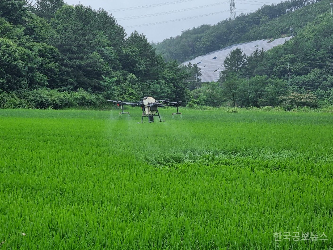 하동군, 벼 병해충 공동방제로 선제적 총력 대응  기사 사진