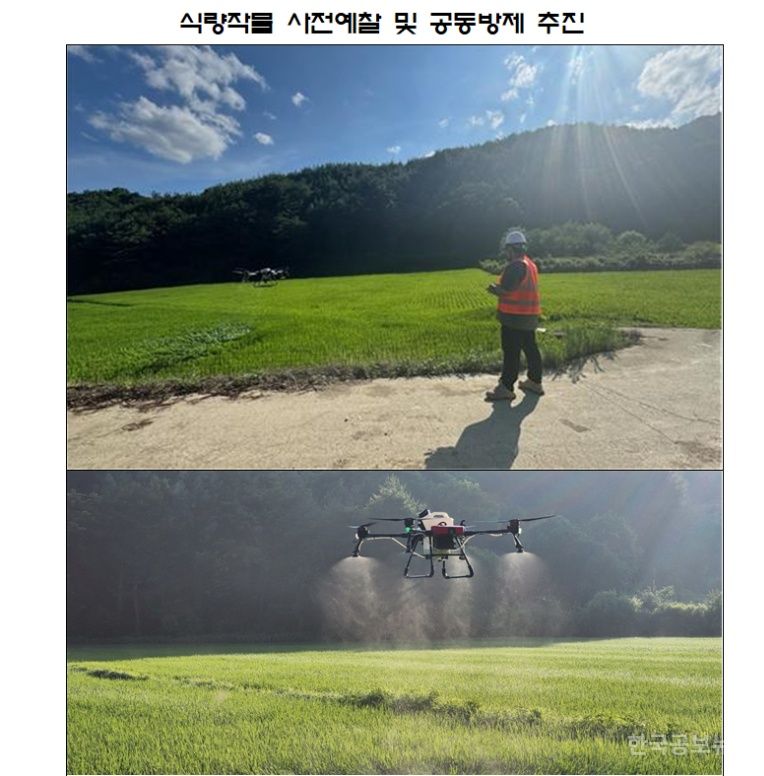 삼척시, 2025년 식량작물 병해충 사전예찰 및 공동방제 본격 추진 기사 사진