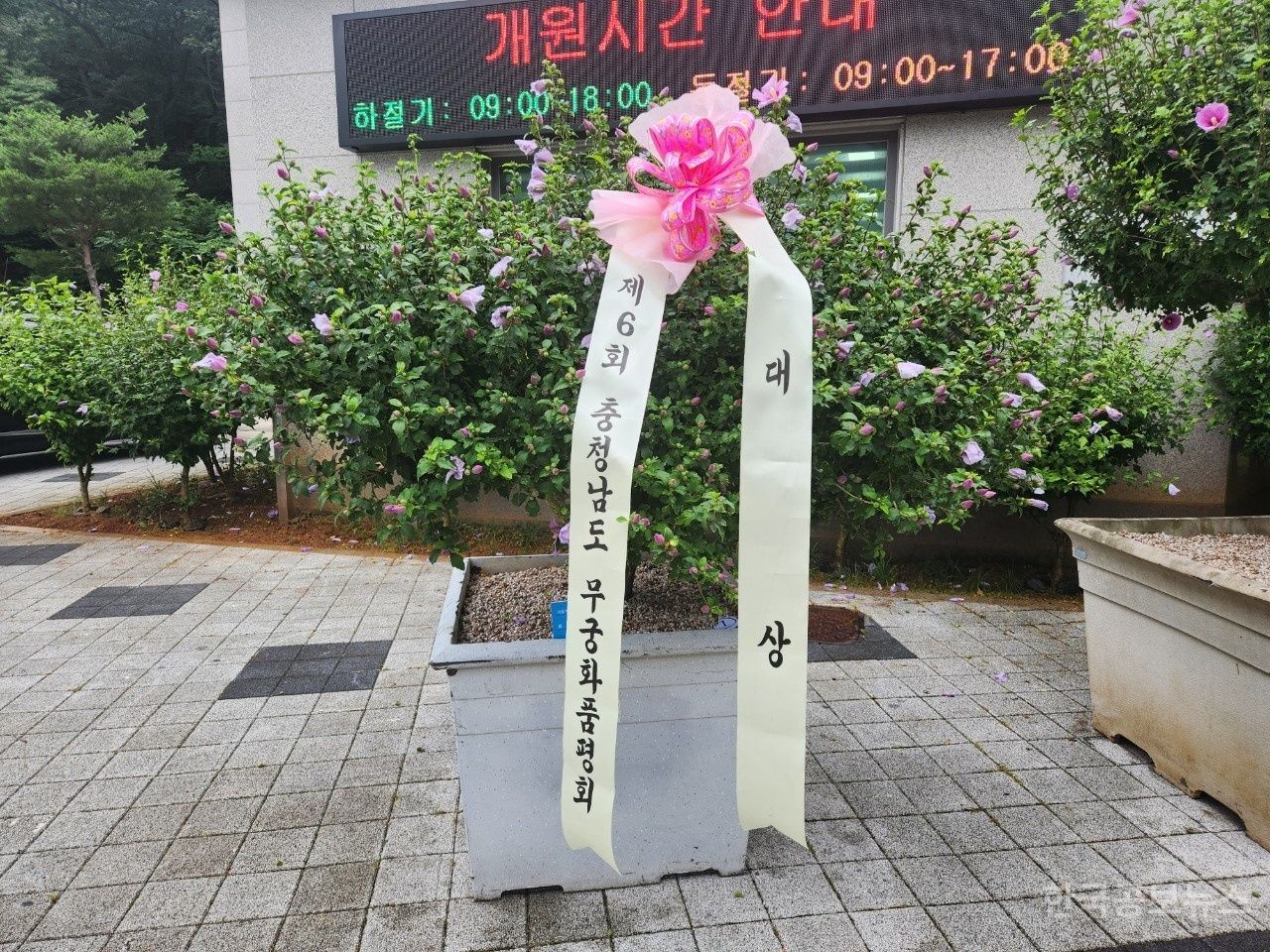 보령시, 제6회 충청남도 무궁화 우수분화 품평회 대상 수상 기사 사진